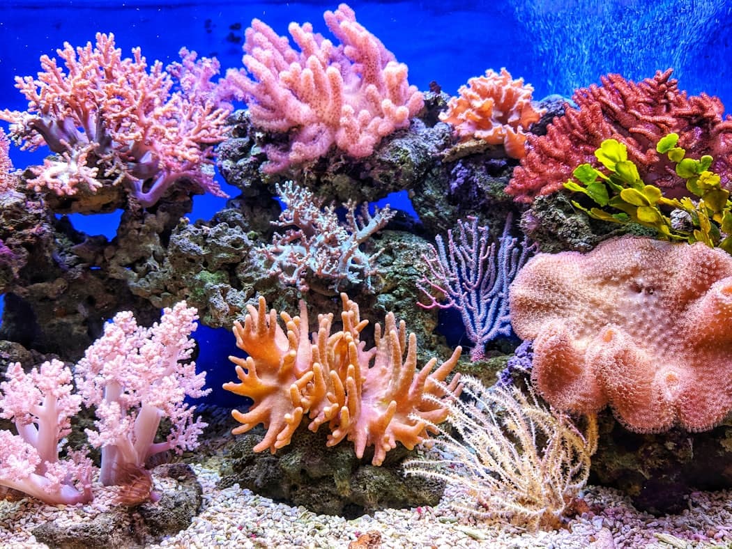 Stunning reef tank